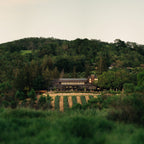 Joseph Phelps Red Wine Insignia Napa Valley (2)