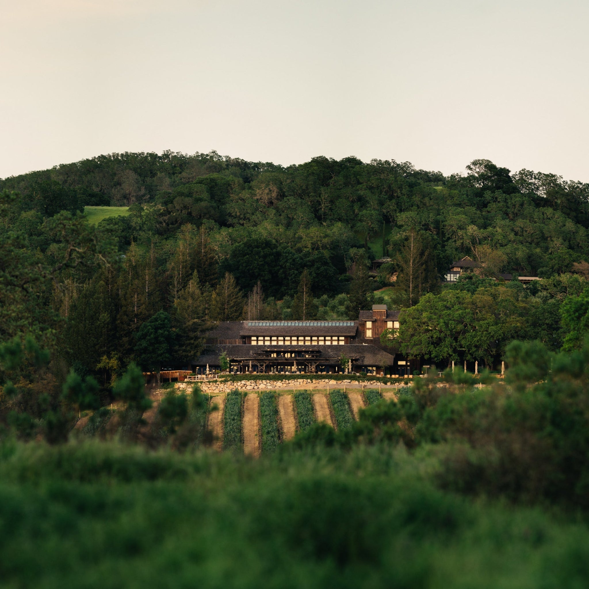 Joseph Phelps Red Wine Insignia Napa Valley (2)