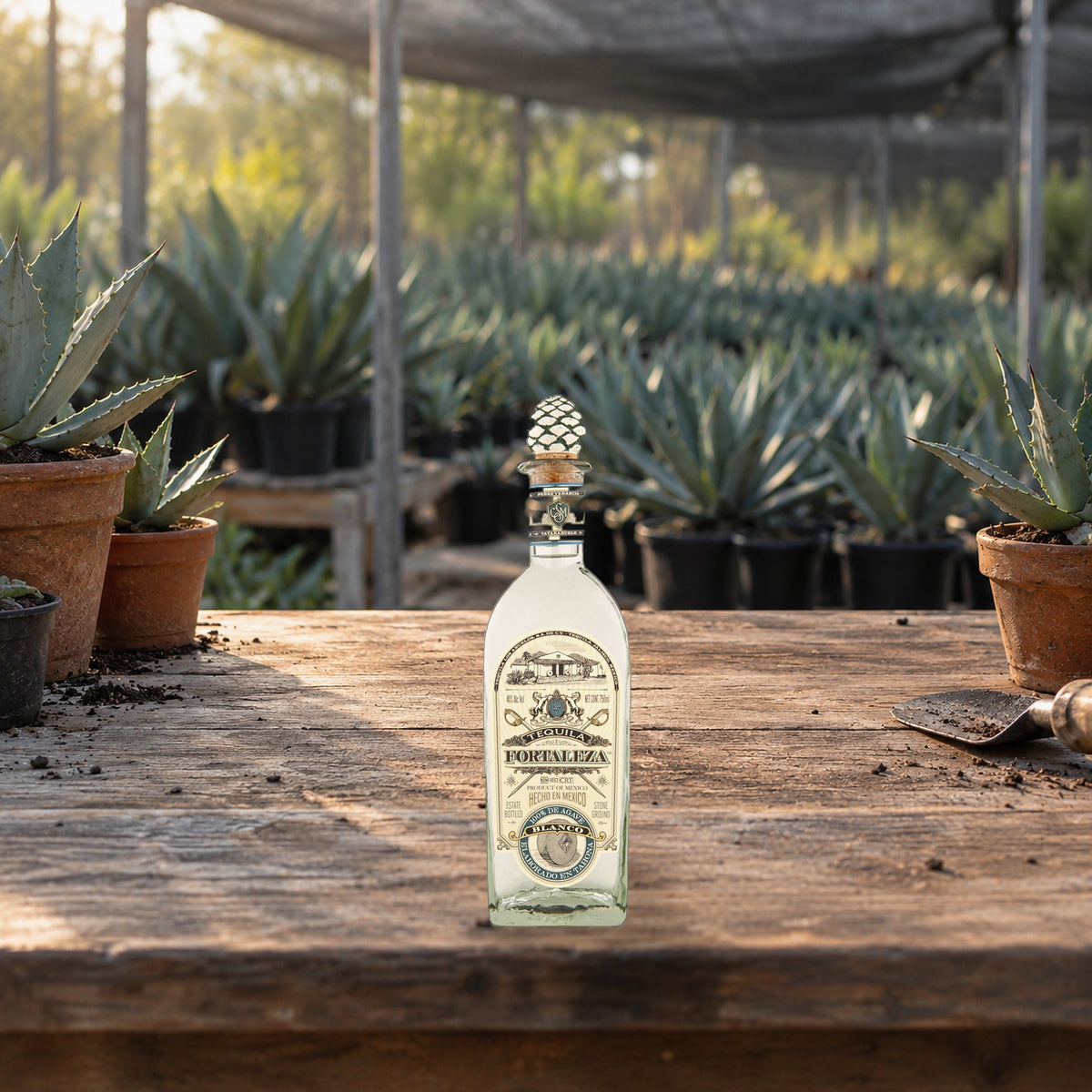 Fortaleza Blanco Tequila agave nursery